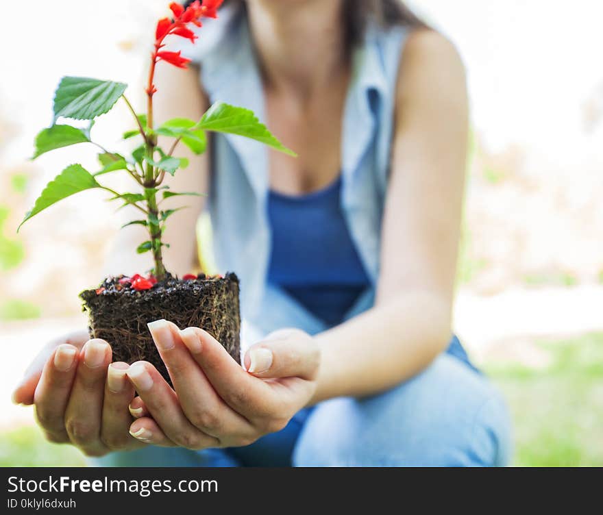 Female hands holding young plant ready for seedling in nature