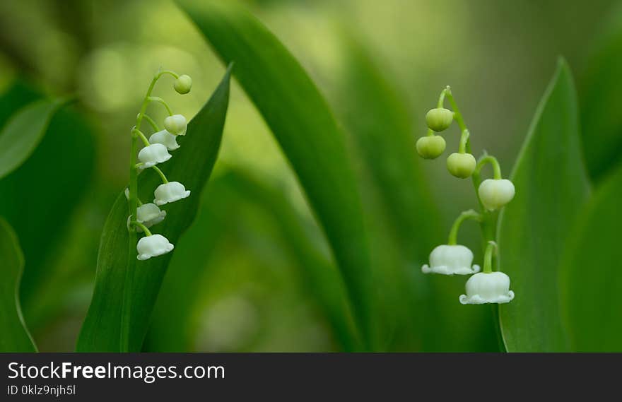 White lily of the valley flowers on green background - panorama. White lily of the valley flowers on green background - panorama