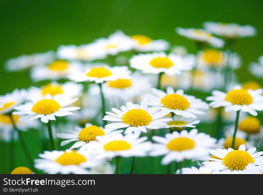 Daisy flowers on a green blurry background. Dark tones. Meadow flowers. Summer time. Summer and spring flowers.