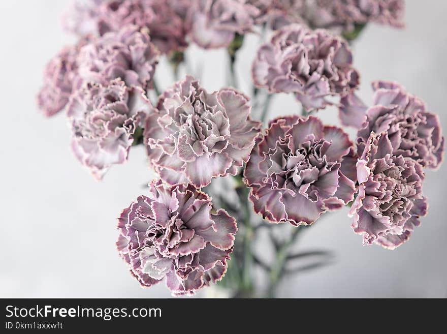 Lovely flowers in glass vase. Beautiful bouquet of carnation is an unusual color . Floral composition, daylight. Summer