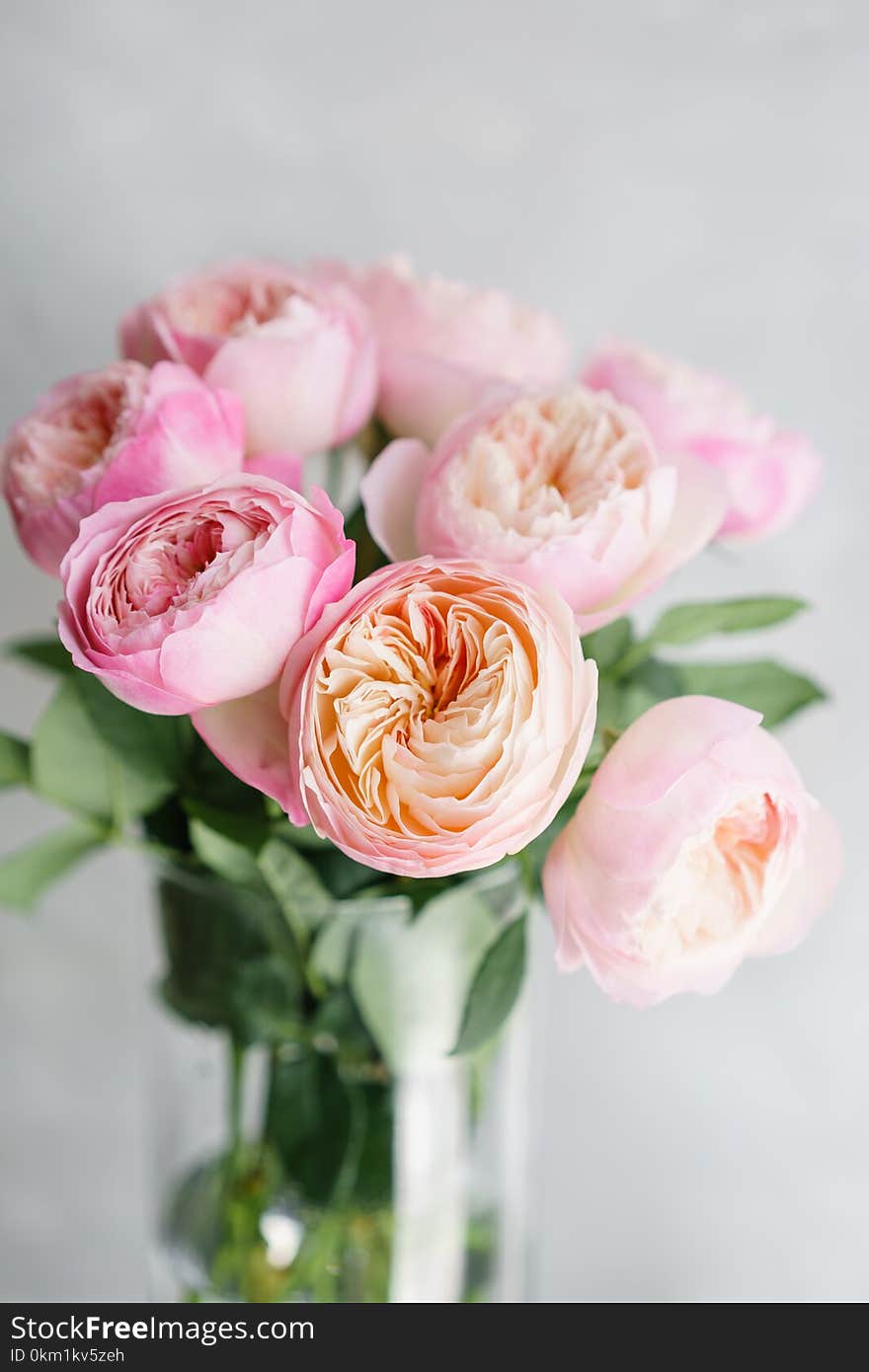 English garden peonies roses, David Austin. Multi color pink flower bud, floral background photo. Lovely flowers in glass vase. Beautiful summer bouquet. Floral composition, daylight.