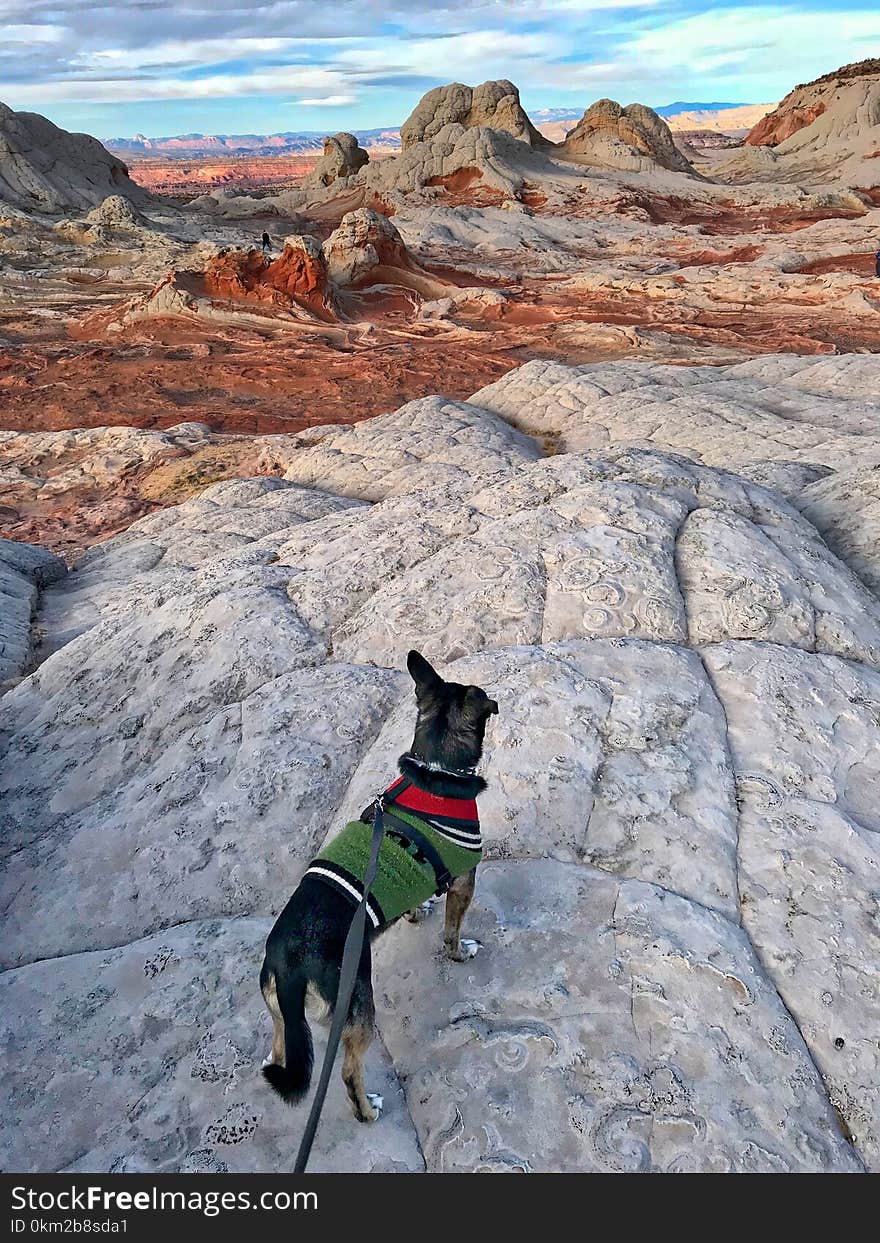 Dog on the cliff. White Pocket, Arizona