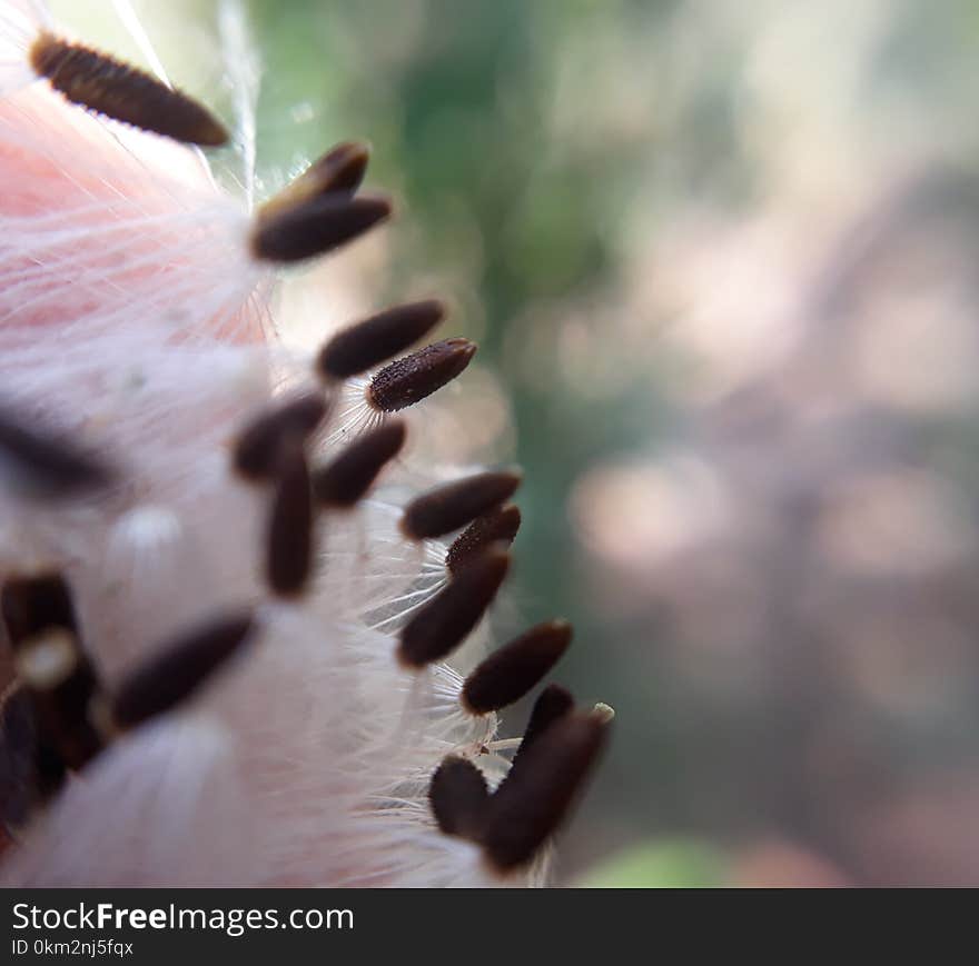 Dry seeds flying