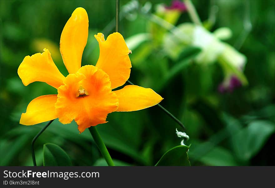 Selective Focus Photography of Yellow Daffodil Flower