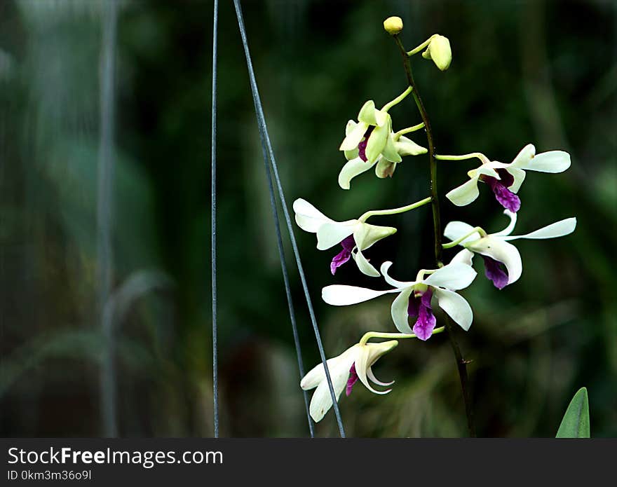 White and Purple Flowers