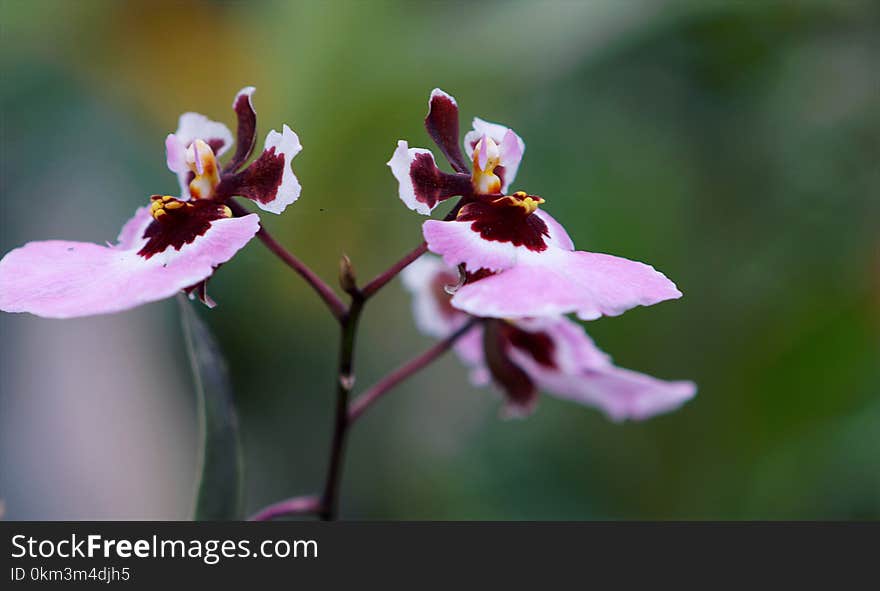 Purple-and-pink Moth Orchids Closeup Photo