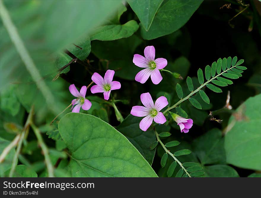 Selective Focus Photography of Purple Petaled Flowers