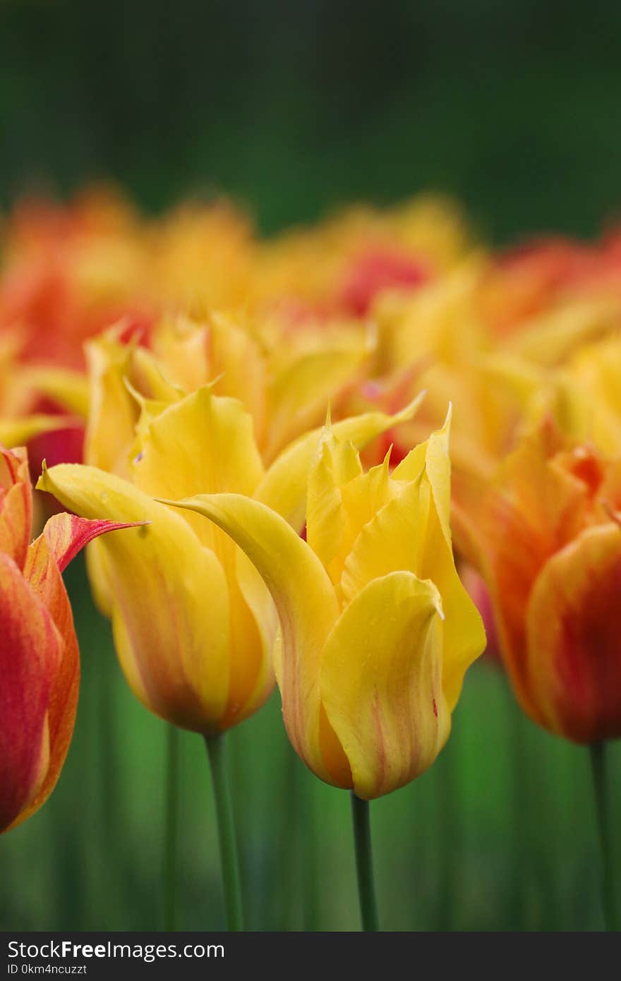 Tulip wild flame