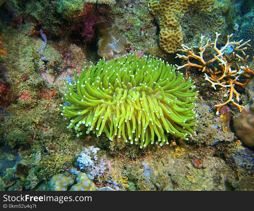 The amazing and mysterious underwater world of the Philippines, Luzon Island, Anilаo, sea anemone