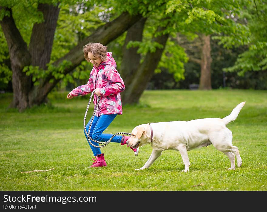 Little girl with labrador retriever on walk in park. Child is running on green grass with dog - outdoor in nature. Pet, domestic animal and people concept. Little girl with labrador retriever on walk in park. Child is running on green grass with dog - outdoor in nature. Pet, domestic animal and people concept.