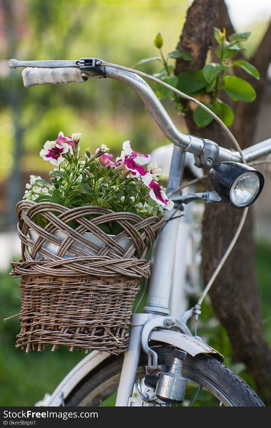 Garden flowers