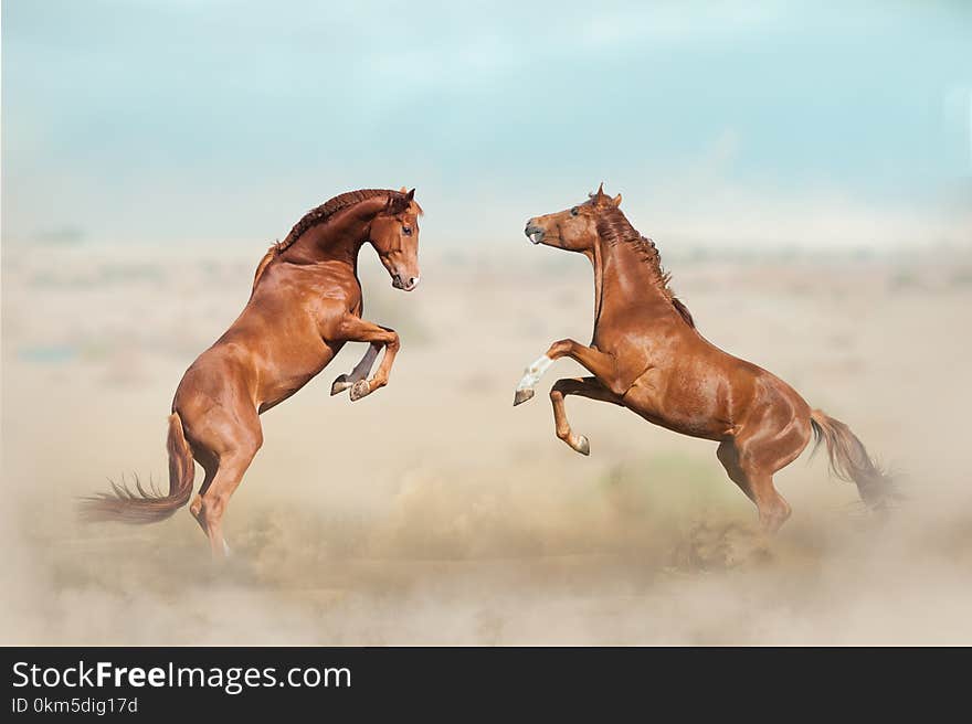 Two beautiful young stallions playing in desert. Two beautiful young stallions playing in desert