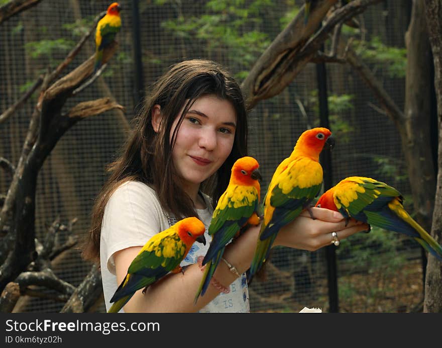 Teenager Girl In Asian Zoo Feeding Ara Parrots