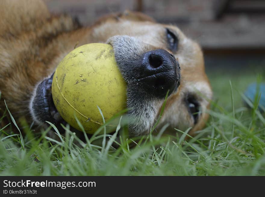 Fauna, Snout, Grass, Dog Breed