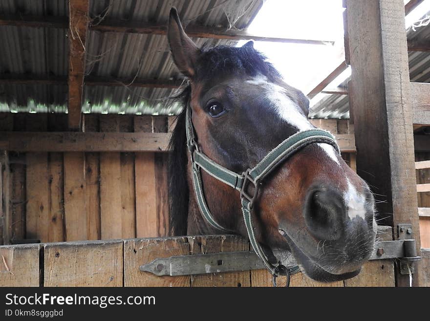 Horse, Bridle, Horse Tack, Halter