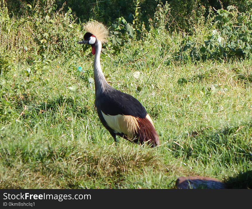 Bird, Fauna, Nature Reserve, Crane Like Bird