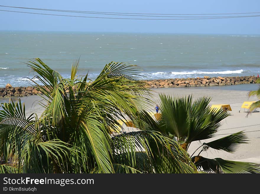 Sea, Vegetation, Palm Tree, Arecales