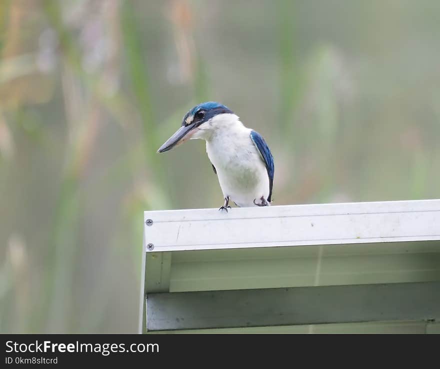 Bird, Fauna, Beak, Jay