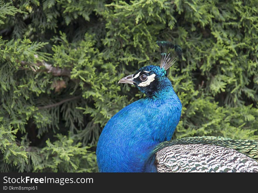 Peafowl, Bird, Galliformes, Beak