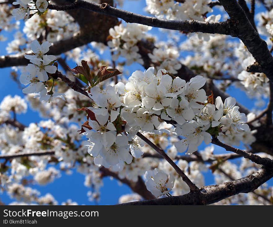 Blossom, Branch, Spring, Cherry Blossom