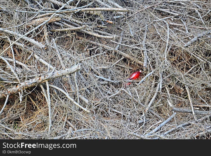 Branch, Twig, Soil, Tree