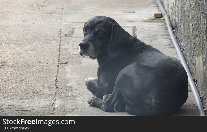 Dog Like Mammal, Dog, Dog Breed, Great Dane