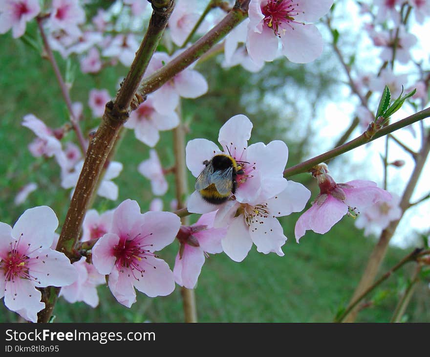 Flower, Blossom, Spring, Flora