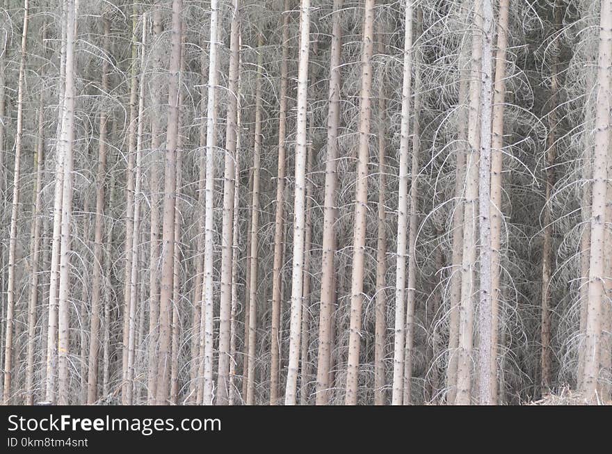 Tree, Forest, Wood, Spruce Fir Forest