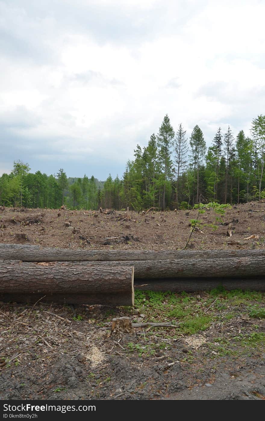 Tree, Soil, Sky, Forest