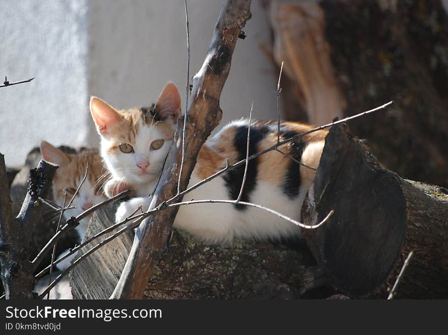 Cat, Small To Medium Sized Cats, Fauna, Cat Like Mammal