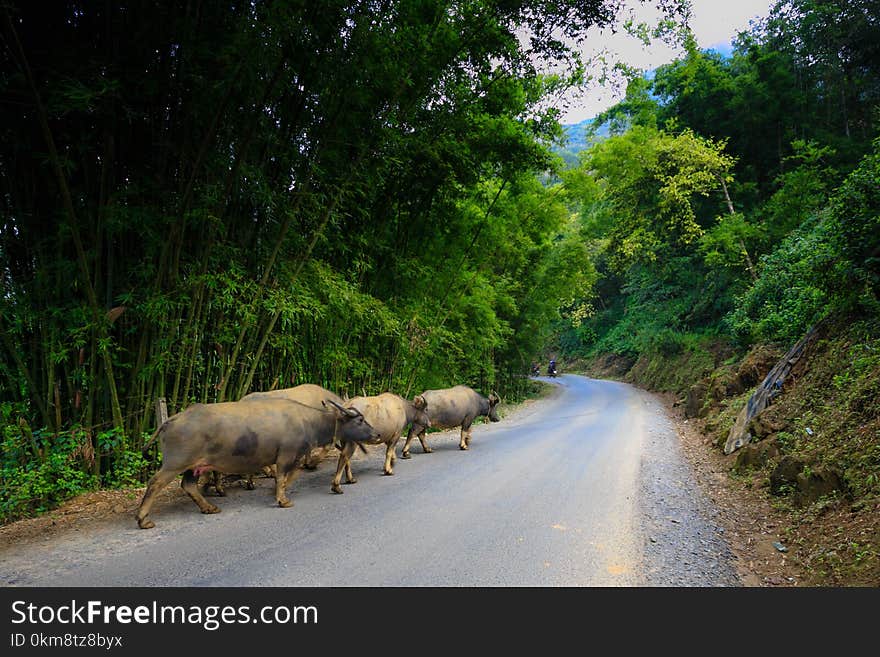 Nature Reserve, Road, Wildlife, Tree