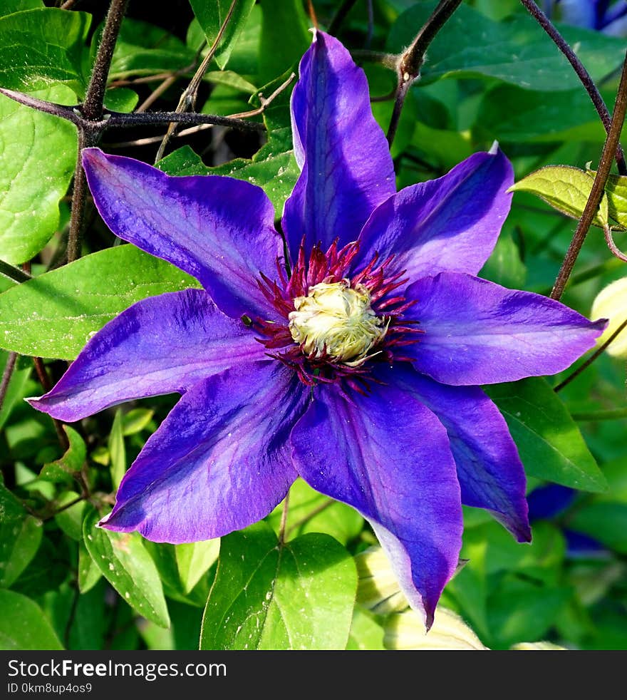 Flower, Plant, Blue, Flora