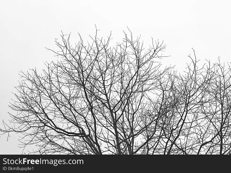 Branch, Tree, Black And White, Sky