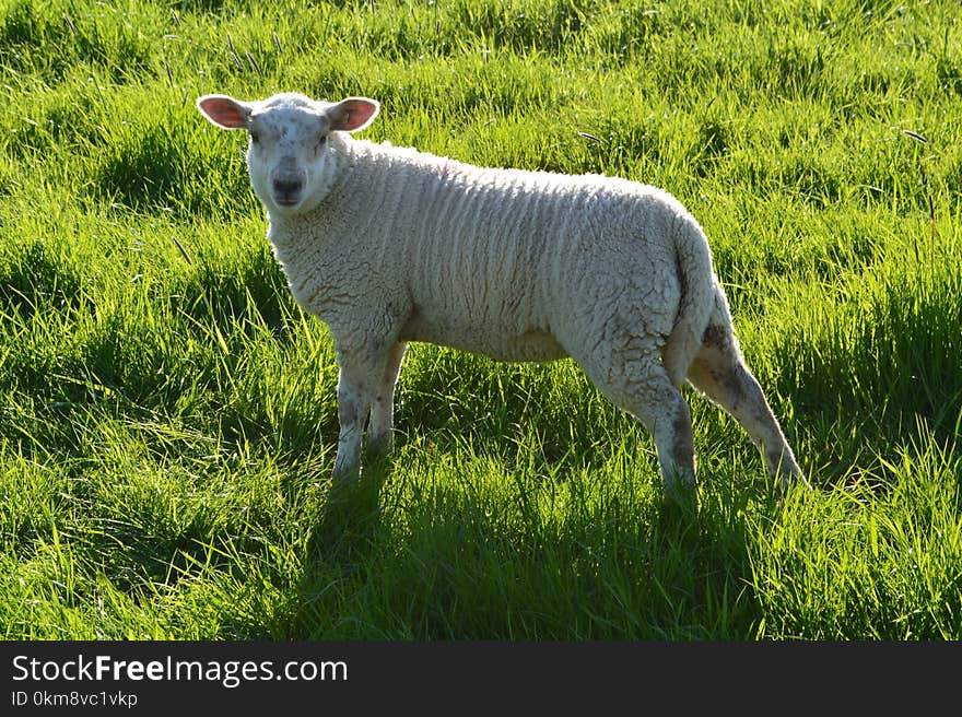 Grassland, Sheep, Pasture, Grazing