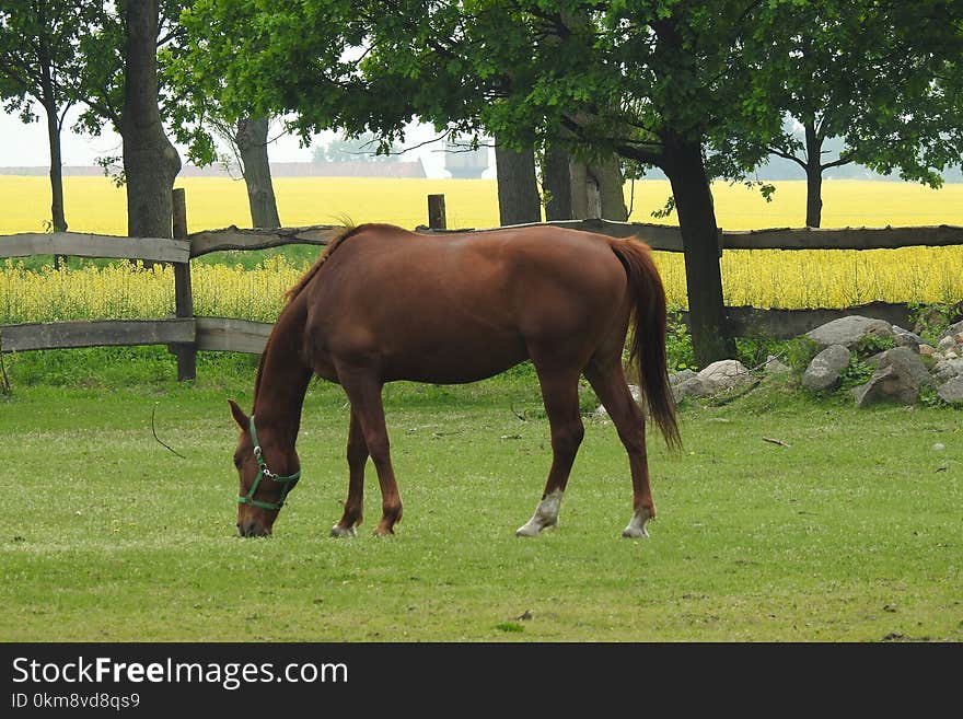 Horse, Pasture, Grazing, Bridle