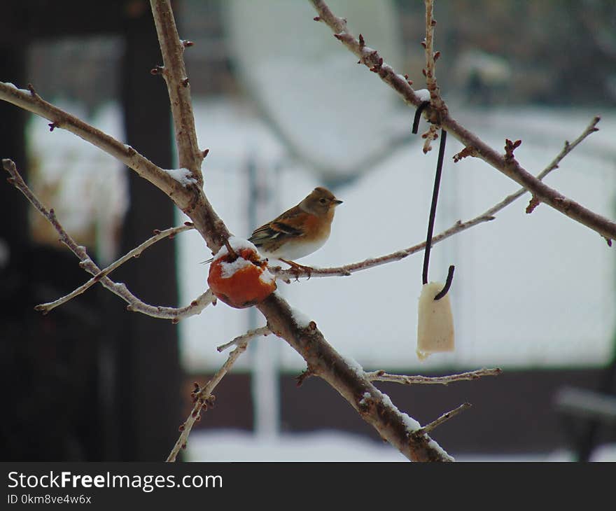 Bird, Fauna, Branch, Beak