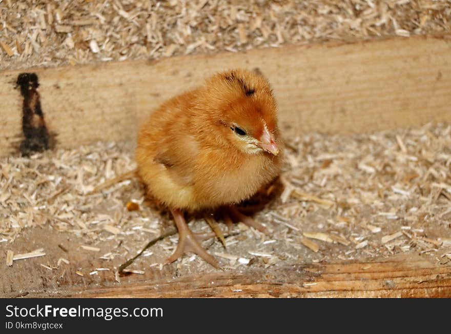 Fauna, Bird, Chicken, Beak