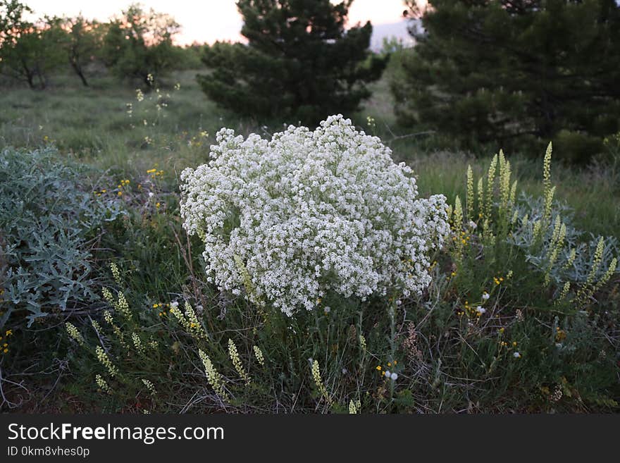 Plant, Flora, Ecosystem, Vegetation