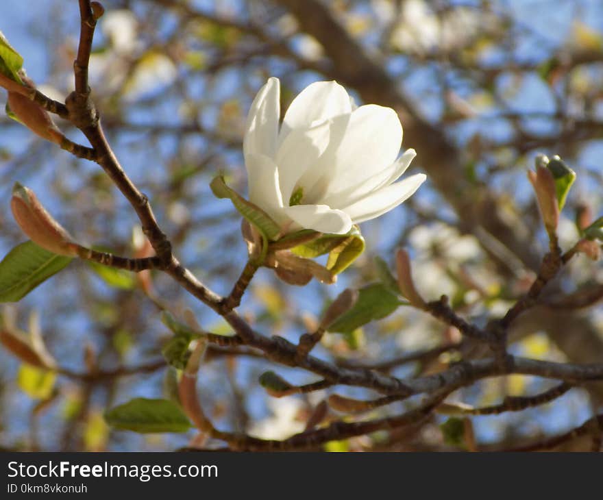 Flower, Plant, Flora, Spring