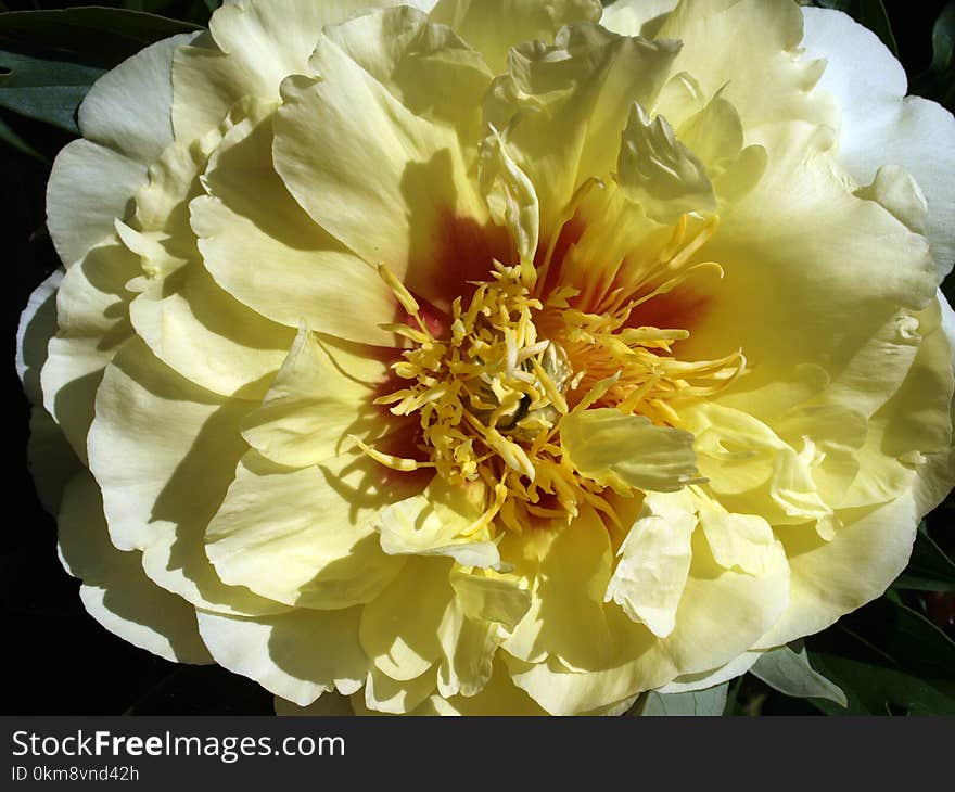 Flower, Yellow, Flowering Plant, Peony