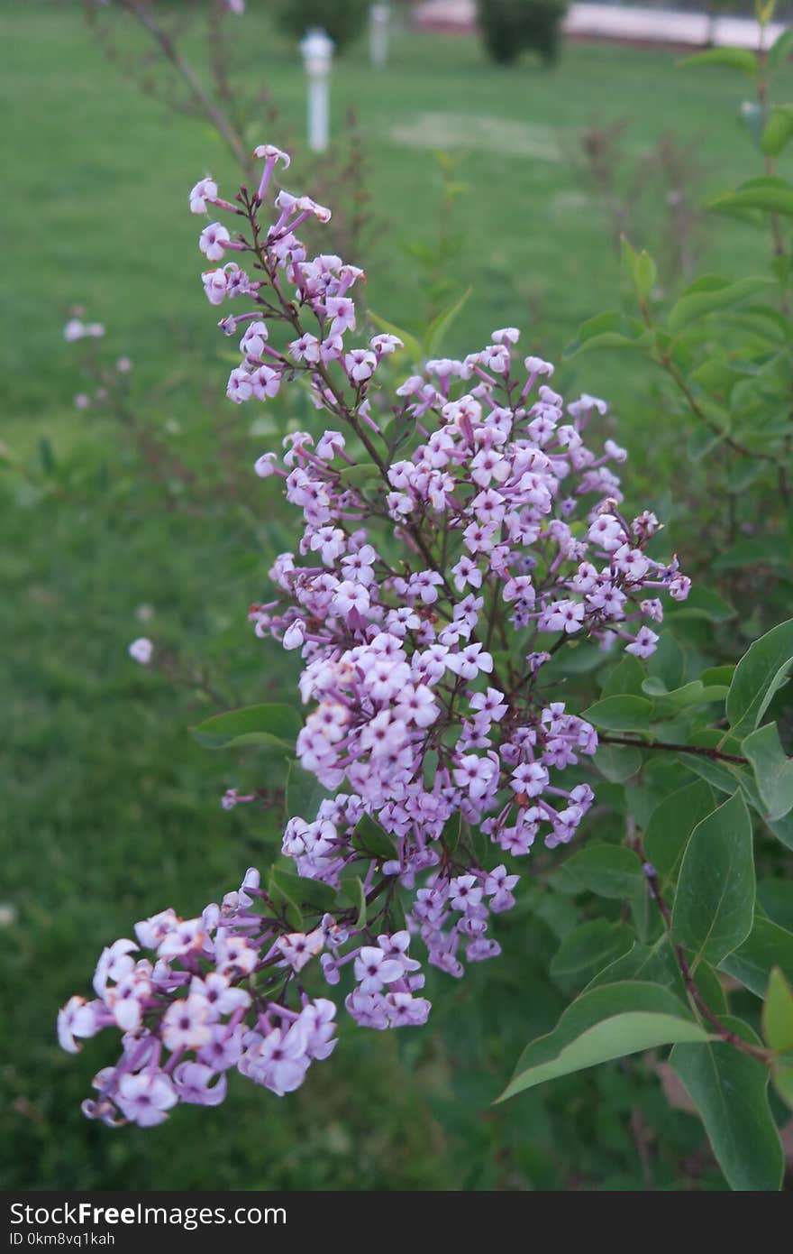 Plant, Flower, Flowering Plant, Lilac