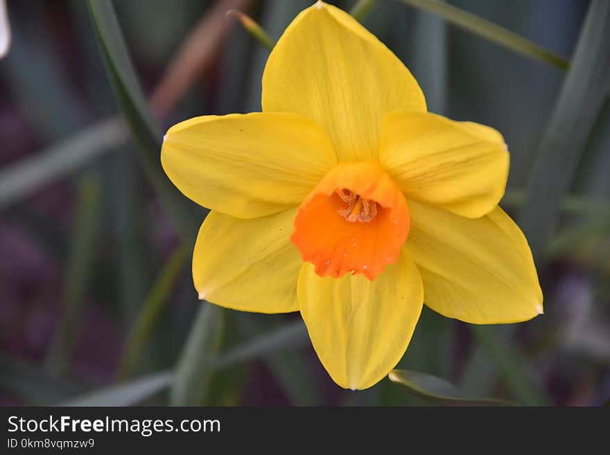 Flower, Plant, Yellow, Flowering Plant