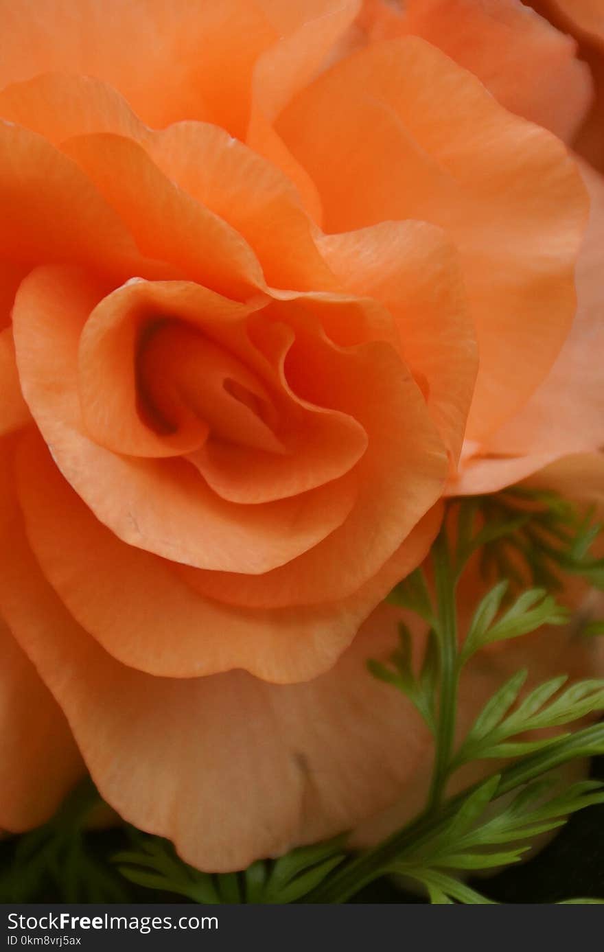 Rose, Orange, Rose Family, Flower