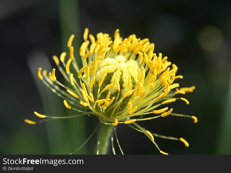 Flower, Yellow, Flora, Plant