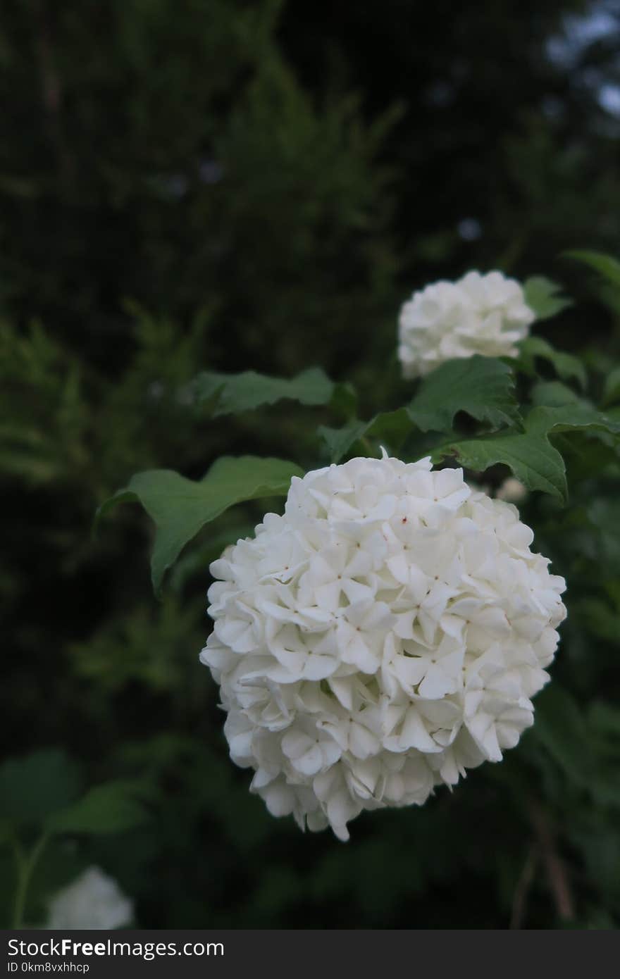 Flower, White, Plant, Flora