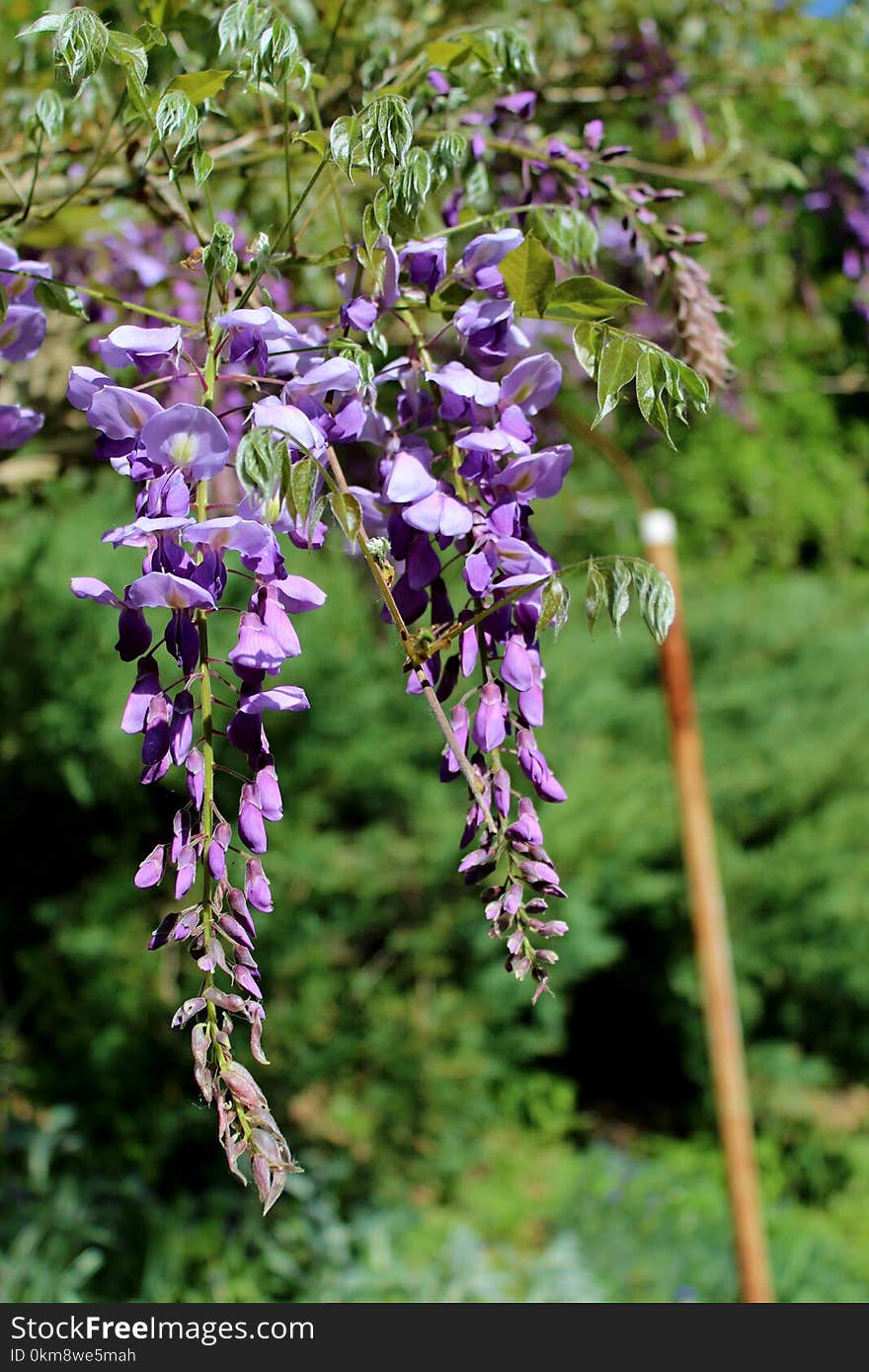 Plant, Flora, Flower, Spring