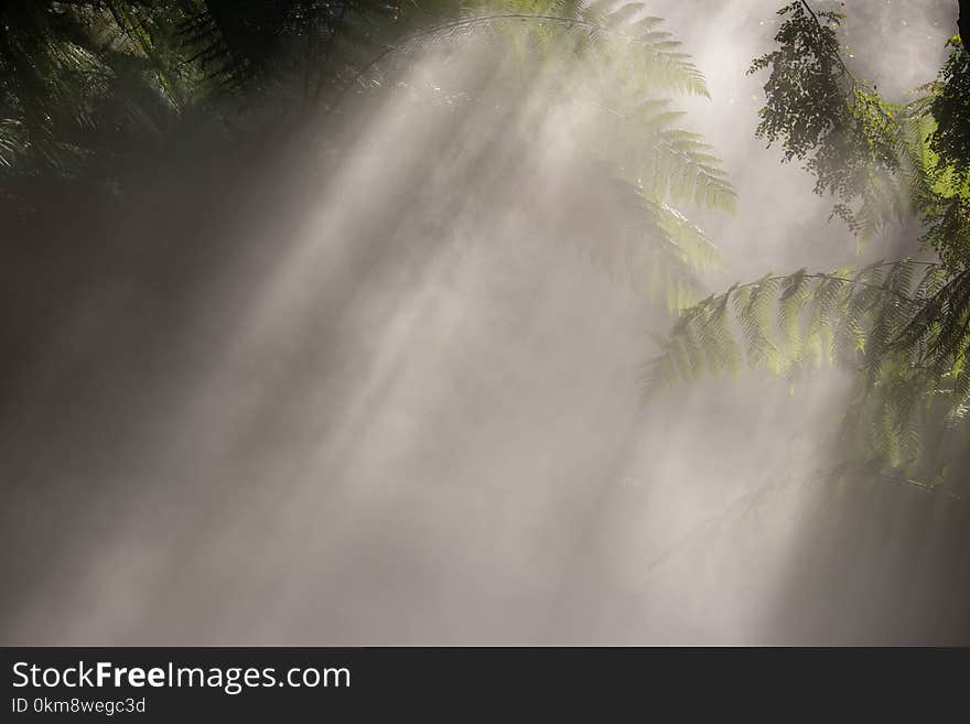 Nature, Water, Vegetation, Mist