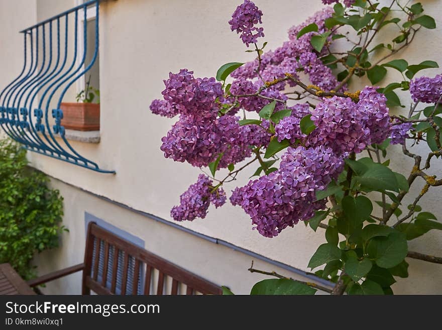 Flower, Plant, Purple, Lilac