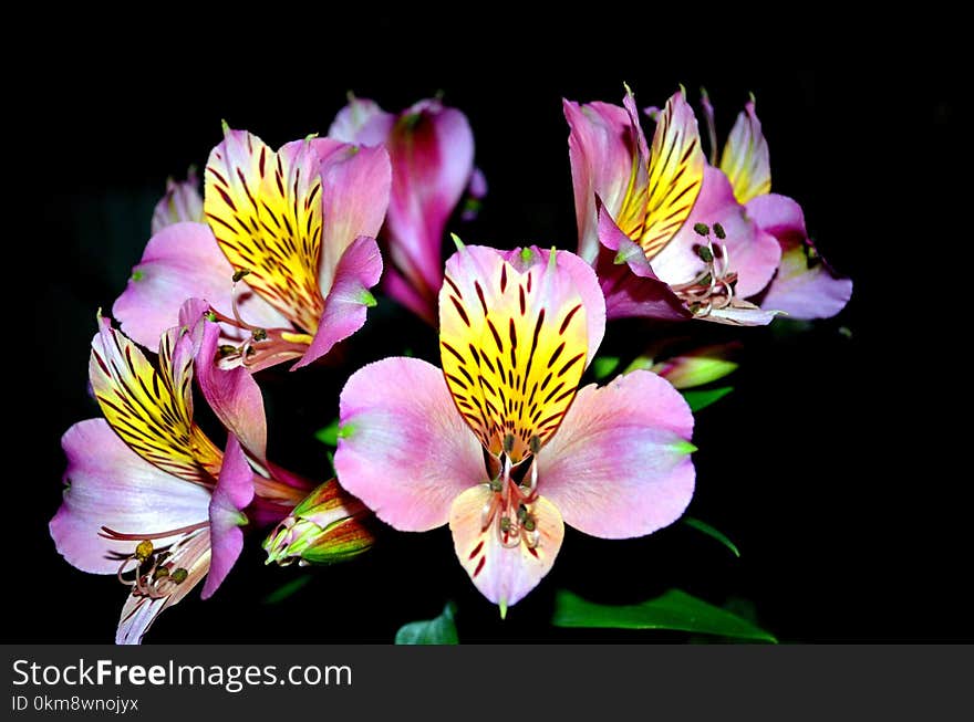 Flower, Plant, Flowering Plant, Peruvian Lily