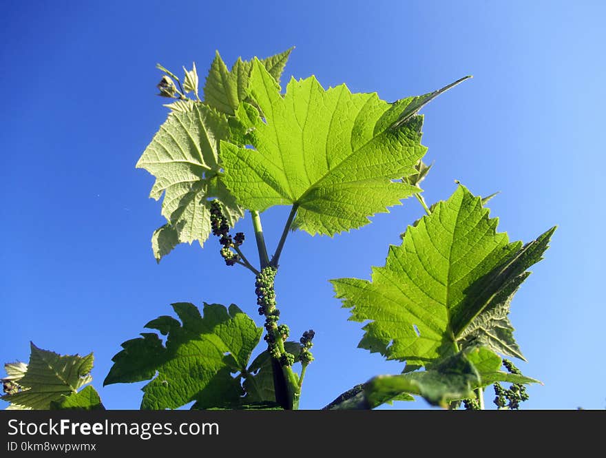 Leaf, Plant, Grape Leaves, Grapevine Family